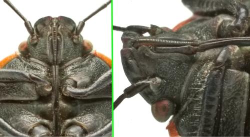 Chlorochroa ligata